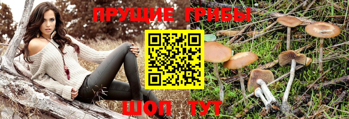 Псилоцибиновые грибы мицелий  Вход с VPN  Свободный  Псилоцибиновые грибы мицелий 