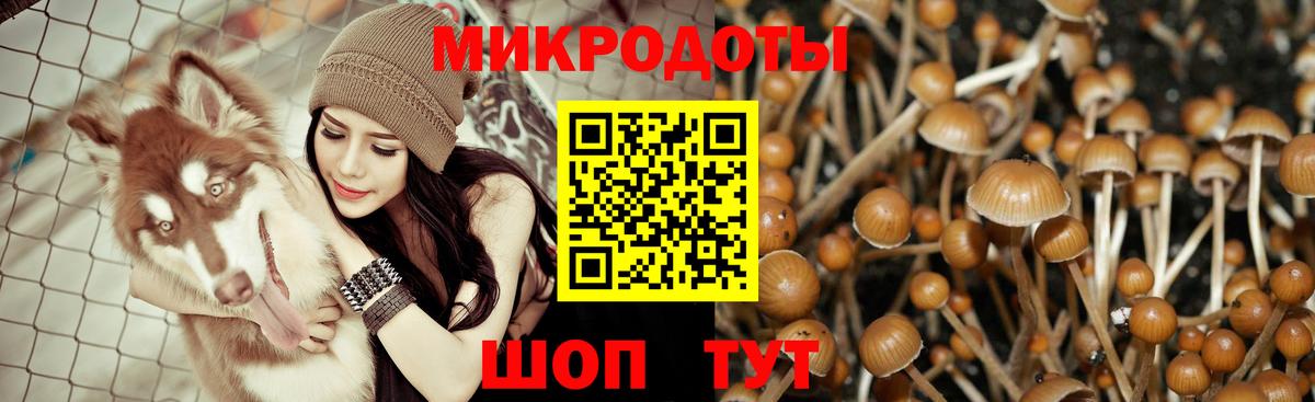 Галлюциногенные грибы Psilocybe Свободный